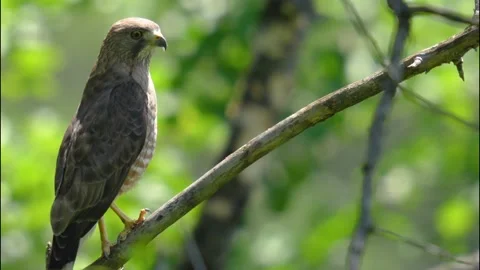 Broad-Winged Hawk Flies Away Video stock 201482142