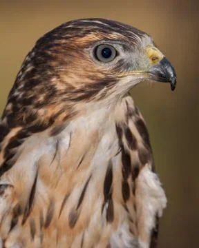 Broad Winged Hawk (Juvenile) Stock Photos