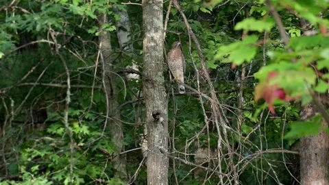 Broad-winged Hawk perched on a branch of a forest tree branch Stock Footage 284960983