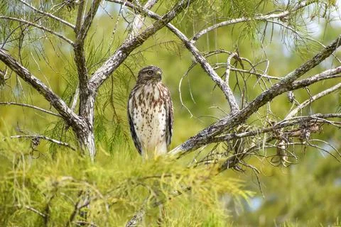 Broad-Winged Hawk perched in a tree in Big Cypress National Preserve, Florida Stock Photos