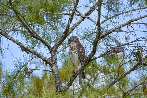 Broad-Winged Hawk perched in a tree in Big Cypress National Preserve, Florida Stock Photos