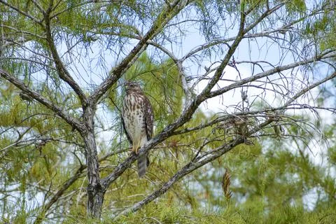Broad-Winged Hawk perched in a tree in Big Cypress National Preserve, Florida Stock Photos