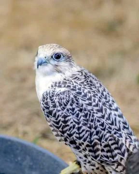 Broad-winged hawk 写真素材