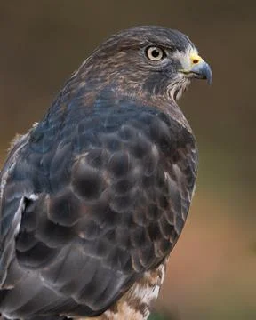 Broad Winged Hawk Stock Photos