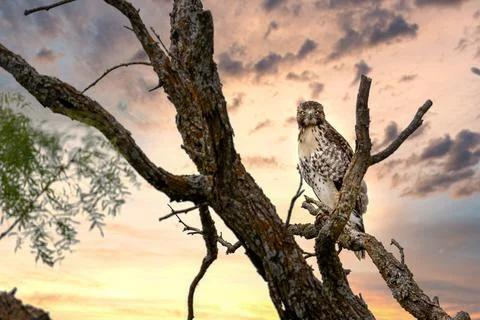 Broad-winged hawk on tree with dramatic sky 写真素材