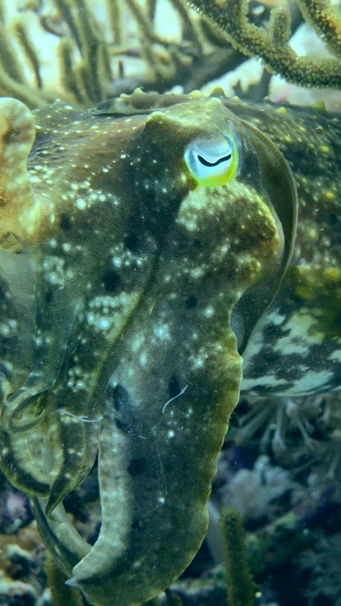 Broadband broadclub with 2 tentacles up hiding under soft coral Video stock 228830153