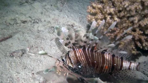 Broadbarred firefish Video stock 78327228