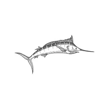 Broadbill fish sword like snout isolated swordfish Stock Illustration