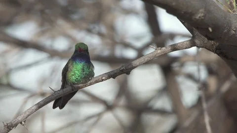 Broadbill Hummingbird Stock-Footage 78547810