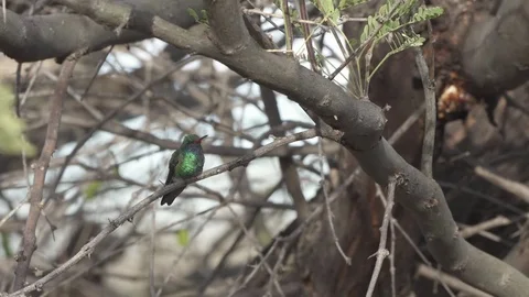 Broadbill Hummingbird Stock-Footage 78547815