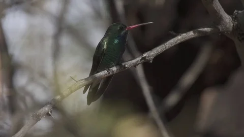 Broadbill Hummingbird Stock-Footage 78547890