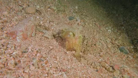 Broadclub Cuttlefish Displaying Tentacles and Color Patterns in Vibrant Reef Wat Stock Footage 311936751