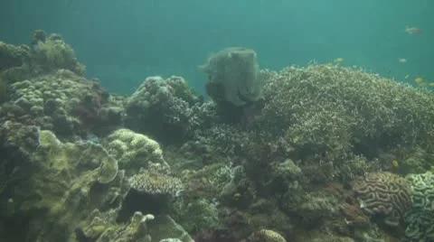 Broadclub cuttlefish Stock Footage 10737403