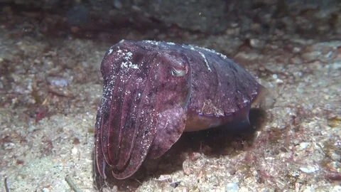 Broadclub cuttlefish Stock Footage 123140926