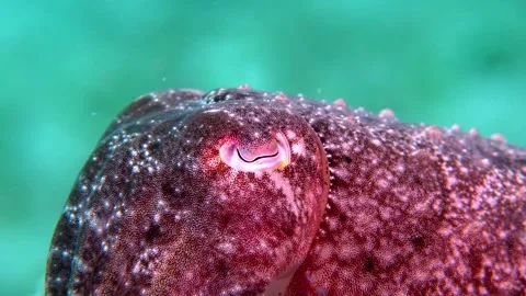 Broadclub cuttlefish Stock Footage 201230358
