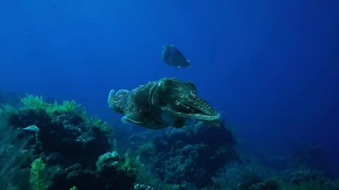 Broadclub cuttlefish or reef cuttlefish, Sepia Vídeo Stock 74914136