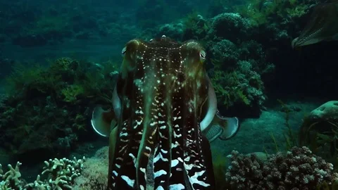Broadclub cuttlefish or reef cuttlefish, Sepia Stock Footage 74914813