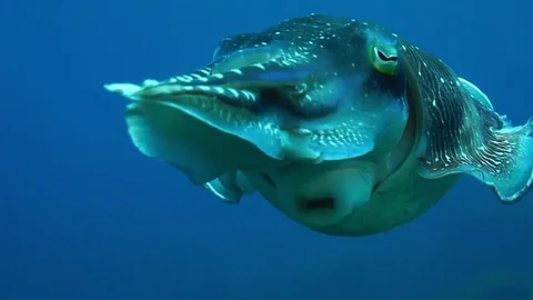 Broadclub cuttlefish or reef cuttlefish, Sepia Stockbeeldmateriaal 74915164