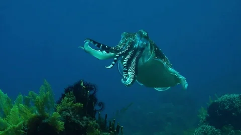Broadclub cuttlefish or reef cuttlefish, Sepia 動画素材 74915914
