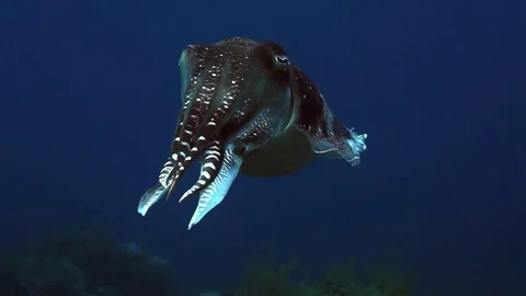 Broadclub cuttlefish or reef cuttlefish, Sepia Stock Footage 74916294