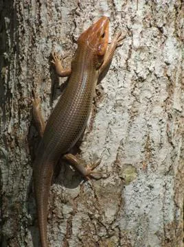Broadhead skink Stock Photos