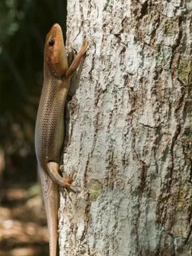 Broadhead skink Stock Photos