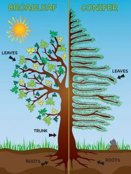 Broadleaf and conifer Stock Illustration