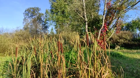 Broadleaf cattail (1) 4K 30 FPS Stock Footage 285352204