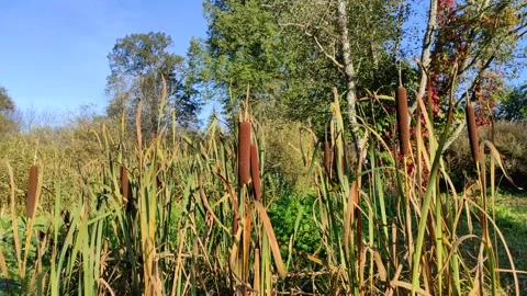 Broadleaf cattail (2) 4K 30 FPS Video stock 285352375
