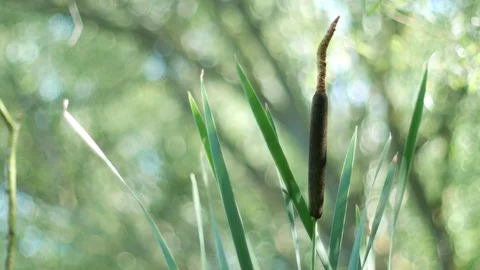Broadleaf cattail aka Typha latifolia and bredbladet dunhammer swaying  Stock Footage 80929613