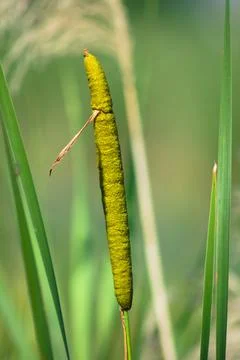 Broadleaf cattail closeup view with selective focus on foreground Stock Photos