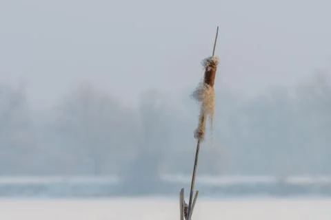Broadleaf cattail flower, bulrush in the snow in winter, Typha latifolia Foto stock