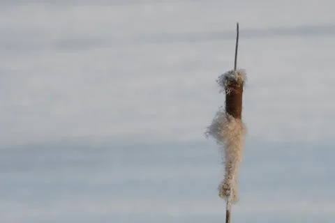 Broadleaf cattail flower, bulrush in the snow in winter, Typha latifolia Stock Photos