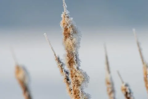 Broadleaf cattail flower, bulrush in the snow in winter, Typha latifolia Stock Photos