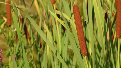 Broadleaf cattail reeds sway in a light breeze 動画素材 340890269