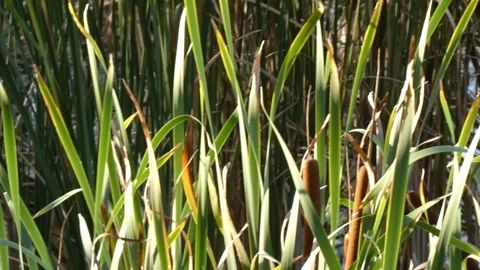 Broadleaf cattail (Typha latifolia) brown spikes on green stalks, panning Video stock 337775130