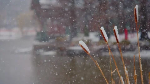 Broadleaf Cattail (Typha latifolia) Covered in Snow During Winter Snowfall, Capt Stock Footage 309303657