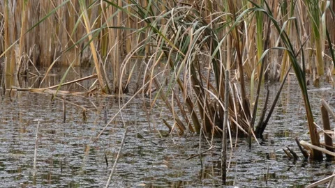 Broadleaf cattail (Typha latifolia) dry brown stalks in quiet fen, panning Stockbeeldmateriaal 337778466
