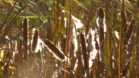 Broadleaf cattail (Typha latifolia) seed head bursting with white fluff Vidéo 338297845