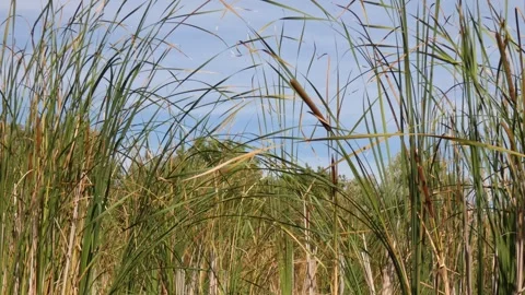 Broadleaf cattail (Typha latifolia) softly swaying stalks in rich daylight Stock Footage 337781672