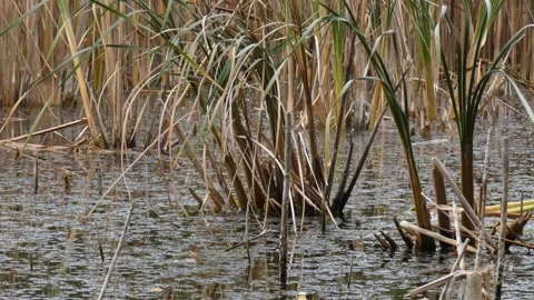 Broadleaf cattails growing in shallow muddy water Stock Footage 337324589