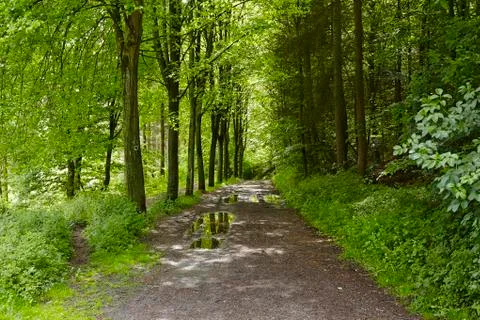 Broadleaf forest - forest path Stock Photos