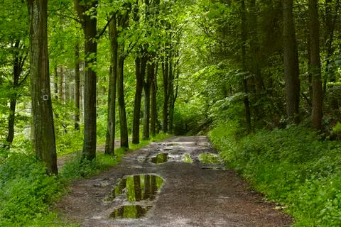 Broadleaf forest - forest path Stock Photos