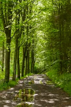 Broadleaf forest - forest path Stock Photos