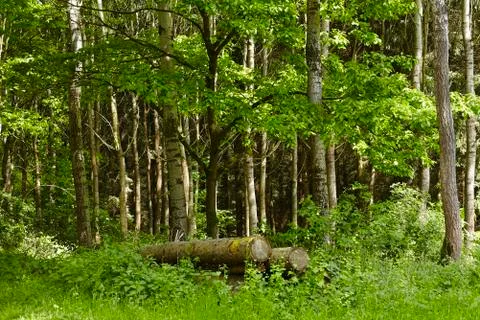Broadleaf forest - logs Foto stock