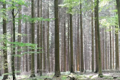 Broadleaf forest Stock Photos