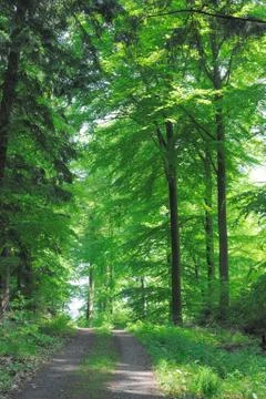 Broadleaf forest Foto stock