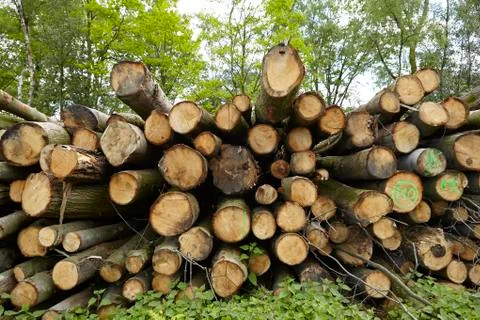 Broadleaf forest - pile of tree boles Stock Photos
