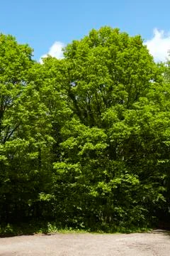 Broadleaf forest - tree crowns at the forest edge Stock Photos