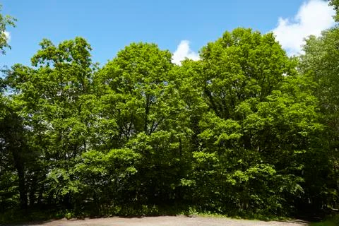 Broadleaf forest - tree crowns at the forest edge Stock Photos